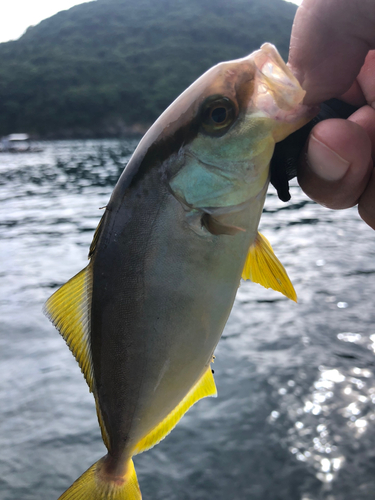 シオの釣果