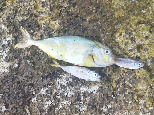 ショゴの釣果