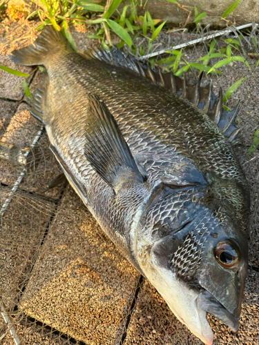 チヌの釣果