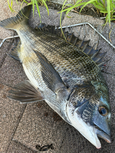 チヌの釣果