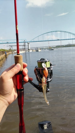 ハゼの釣果