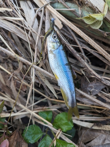 カワムツの釣果