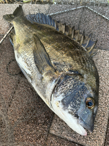 チヌの釣果