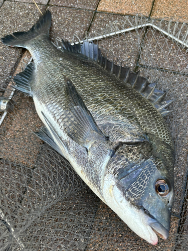 チヌの釣果