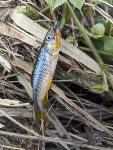 カワムツの釣果