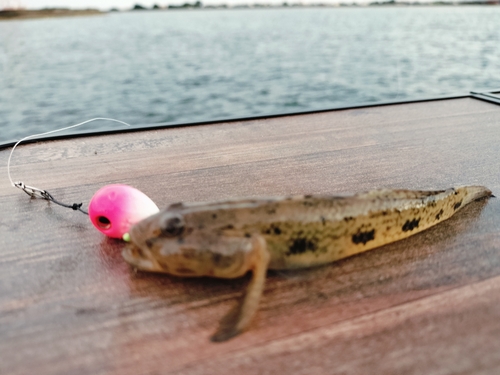 ウロハゼの釣果