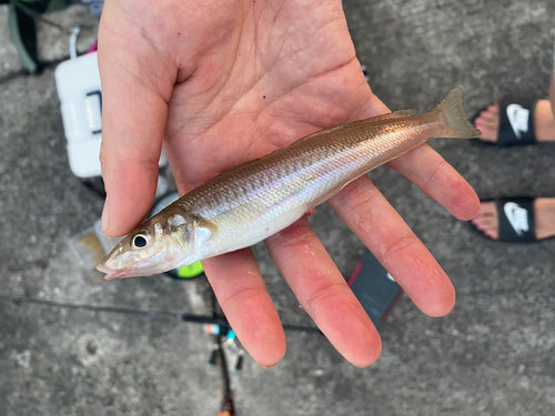 キスの釣果