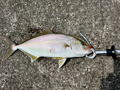 カンパチの釣果