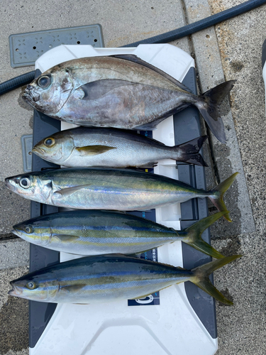 オキアジの釣果