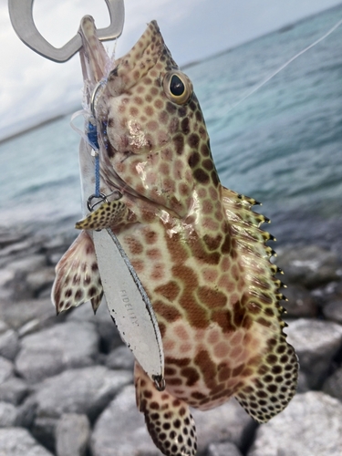 イシミーバイの釣果