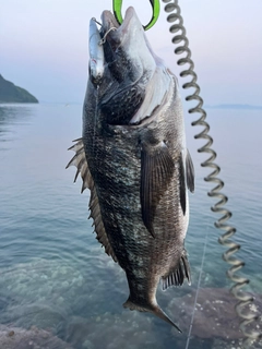 チヌの釣果