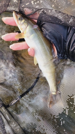 アユの釣果