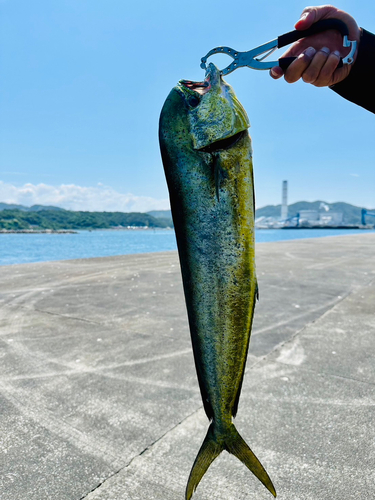 シイラの釣果