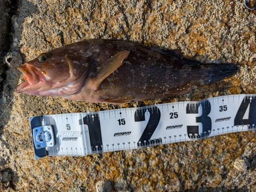 アコウの釣果