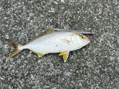 ショゴの釣果