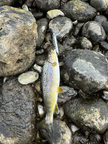 アメマスの釣果