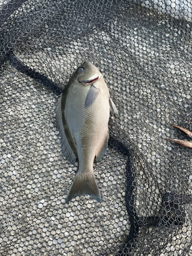 メジナの釣果