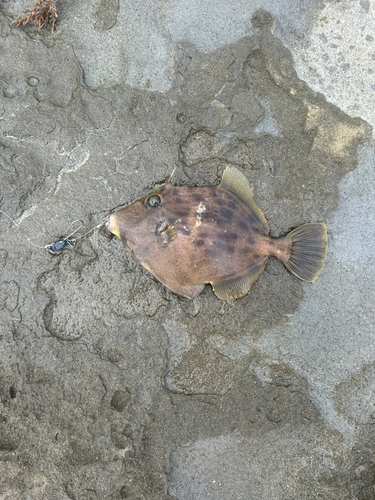 カワハギの釣果