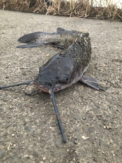 アメリカナマズの釣果