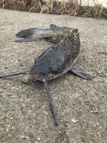 アメリカナマズの釣果