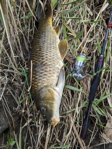 コイの釣果