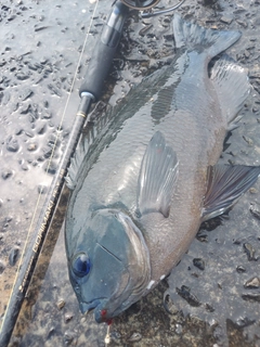 グレの釣果