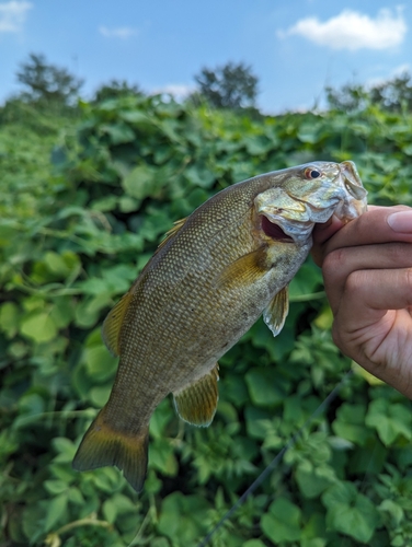 スモールマウスバスの釣果