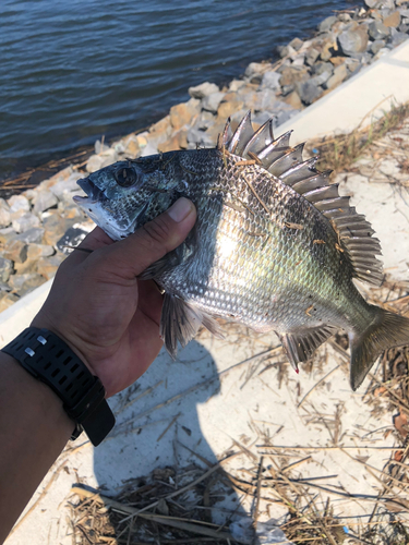 チヌの釣果