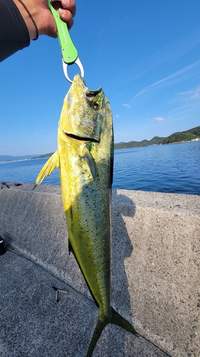 シイラの釣果