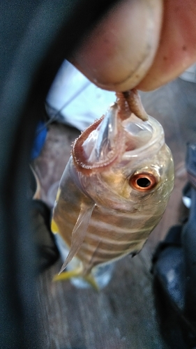 シロギスの釣果