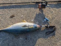 イナダの釣果