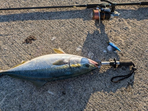 イナダの釣果