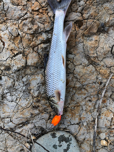 ニゴイの釣果