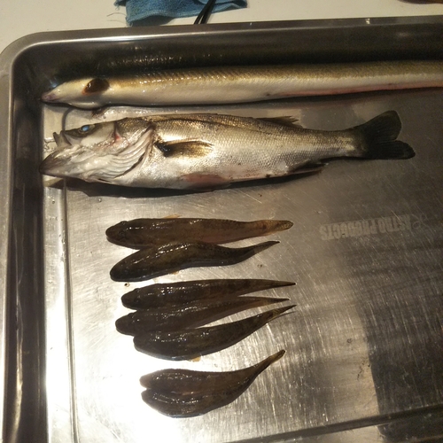 ウナギの釣果