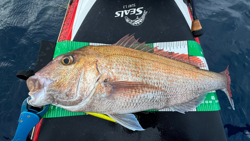 タイの釣果