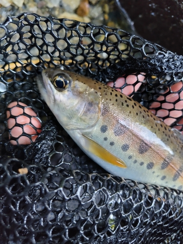 ヤマメの釣果