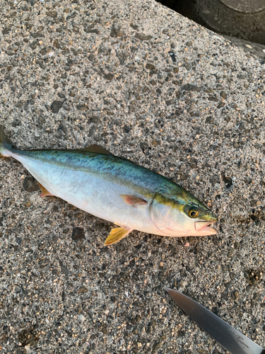 ツバスの釣果