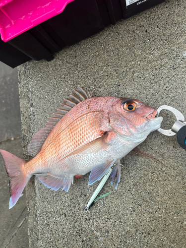 タイの釣果