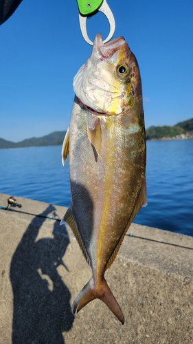 ネリゴの釣果