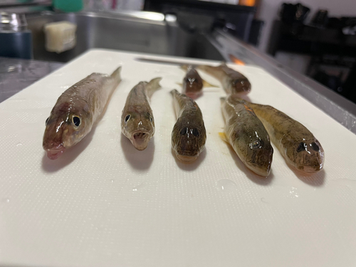 クロムツの釣果