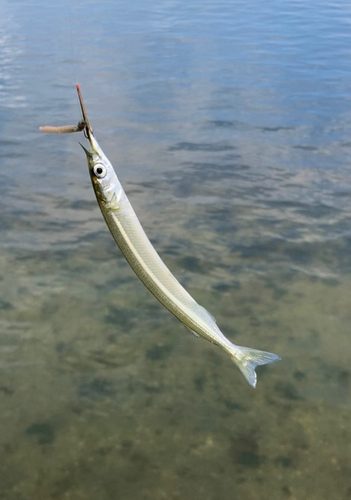 サヨリの釣果