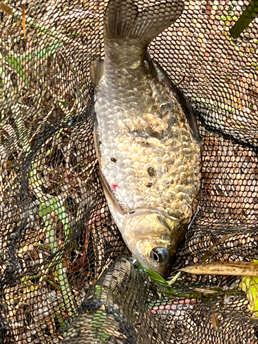 フナの釣果