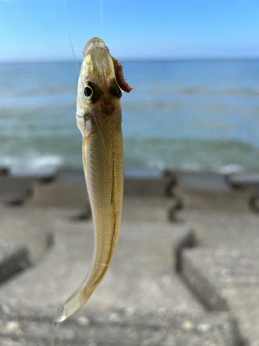 シロギスの釣果