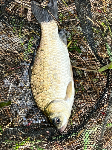 ヘラブナの釣果