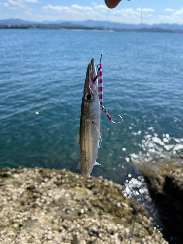 カマスの釣果