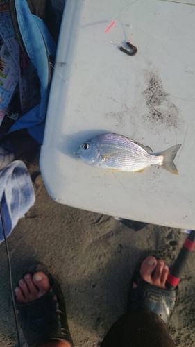 ヘダイの釣果