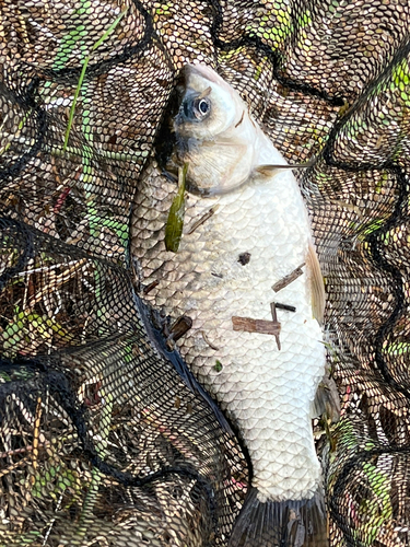 ヘラブナの釣果