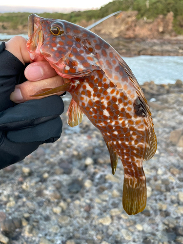 キジハタの釣果