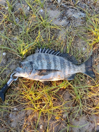 チヌの釣果