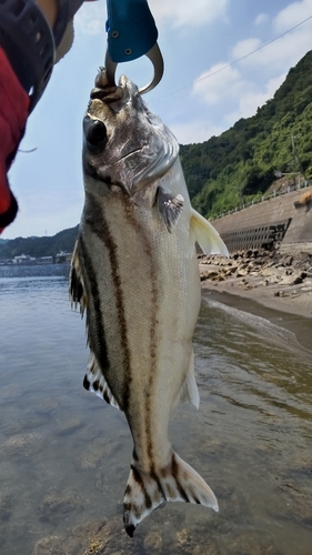 コトヒキの釣果